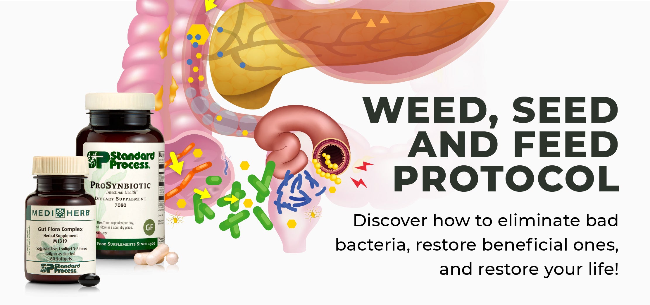 'Weed, Seed, and Feed' Protocol with MediHerb and Standard Process